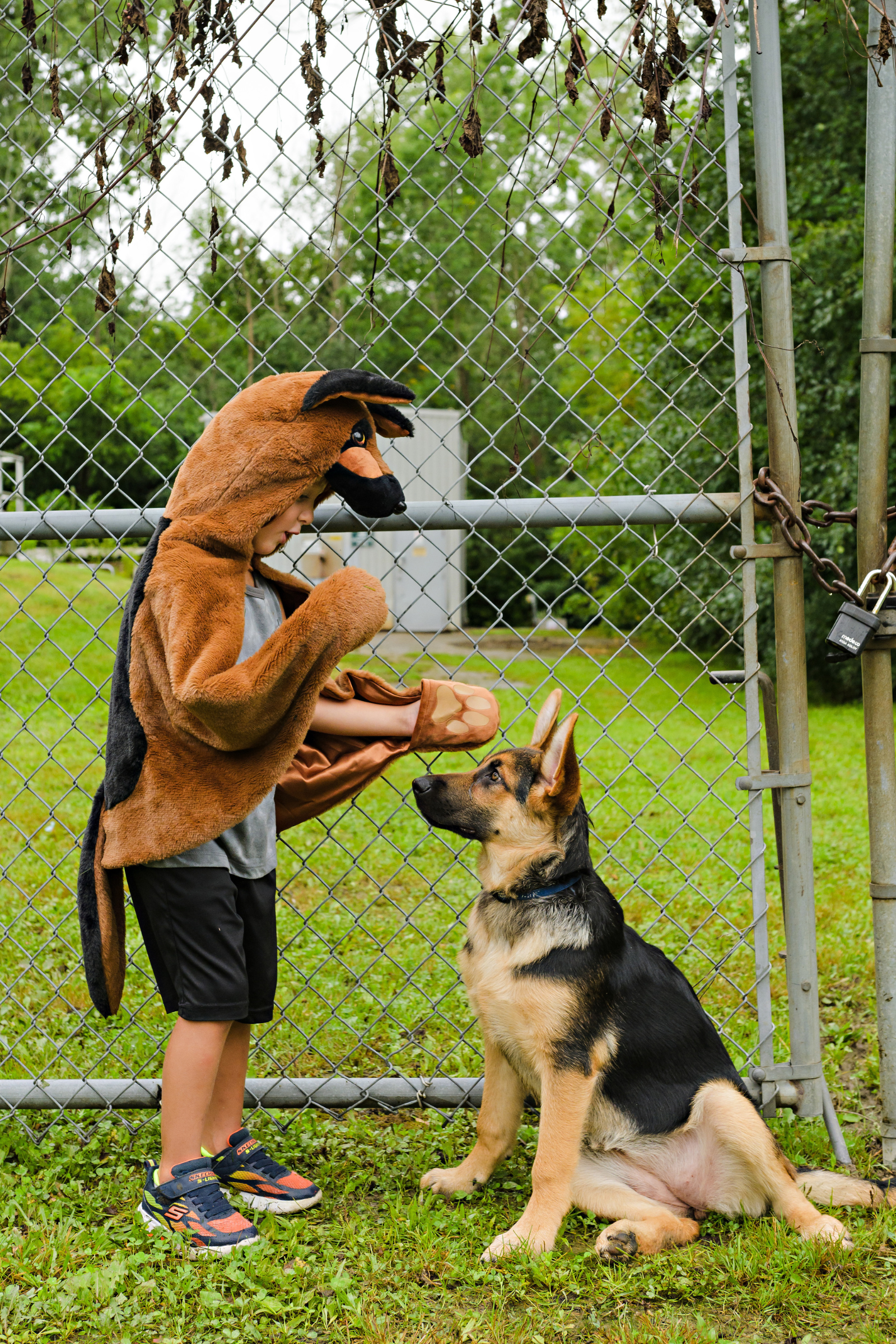 Cape de chien berger allemand