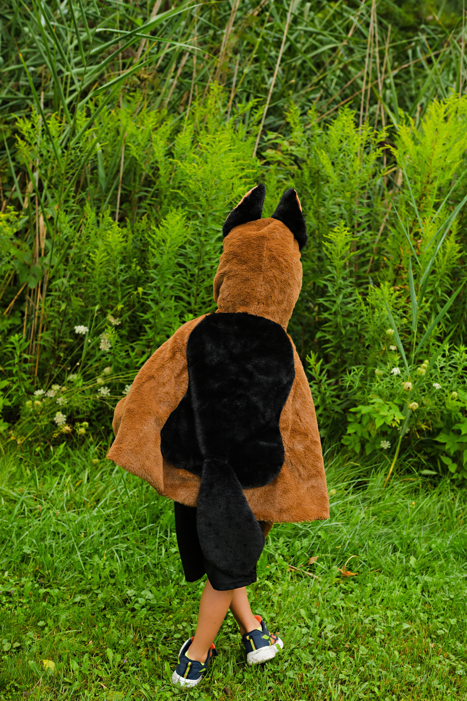 Cape de chien berger allemand