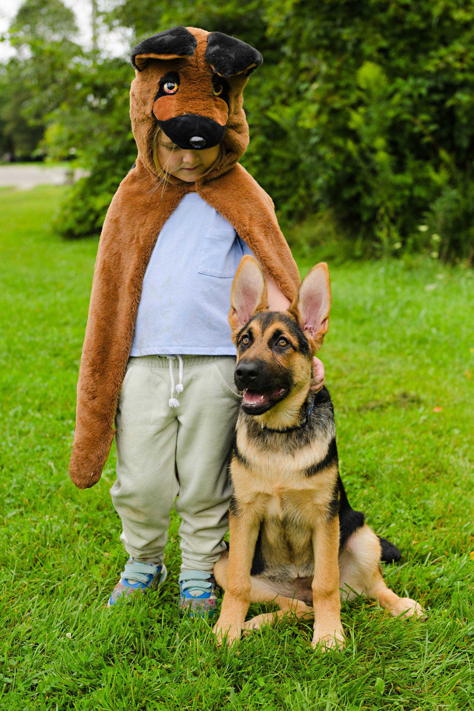 Cape de chien berger allemand