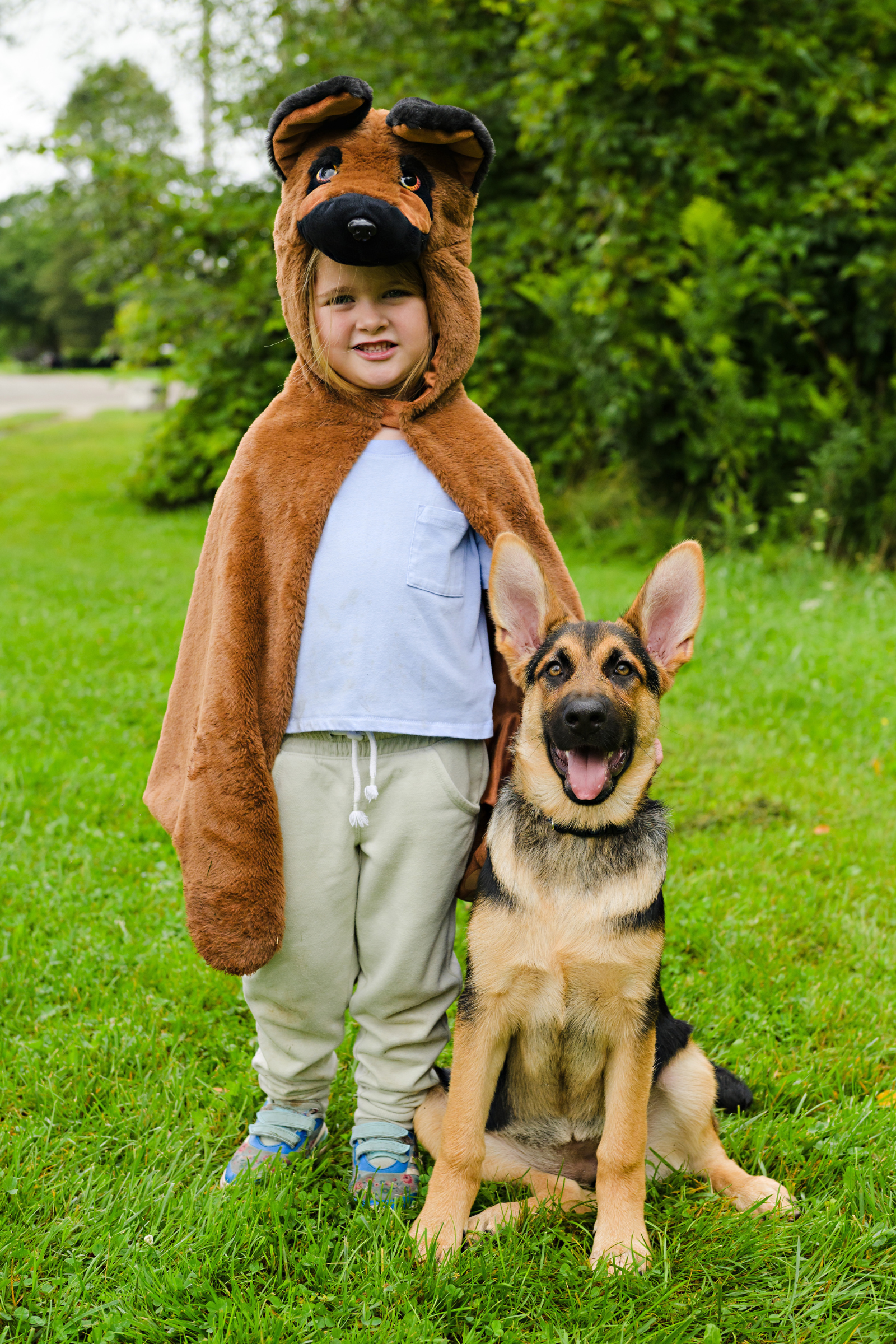 Cape de chien berger allemand