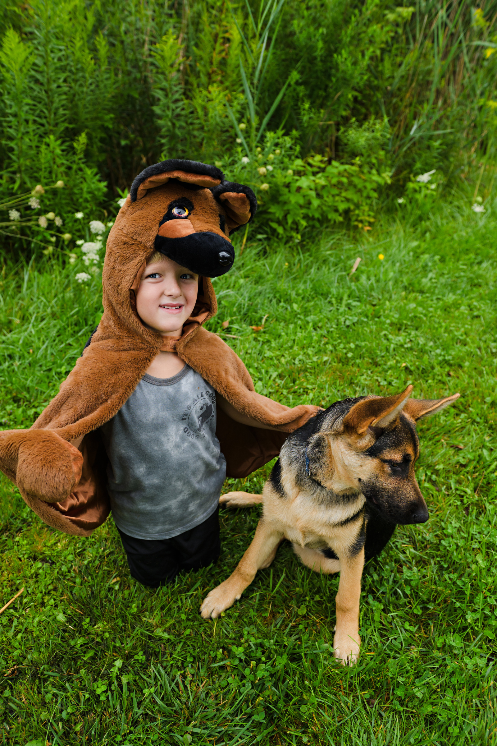 Cape de chien berger allemand