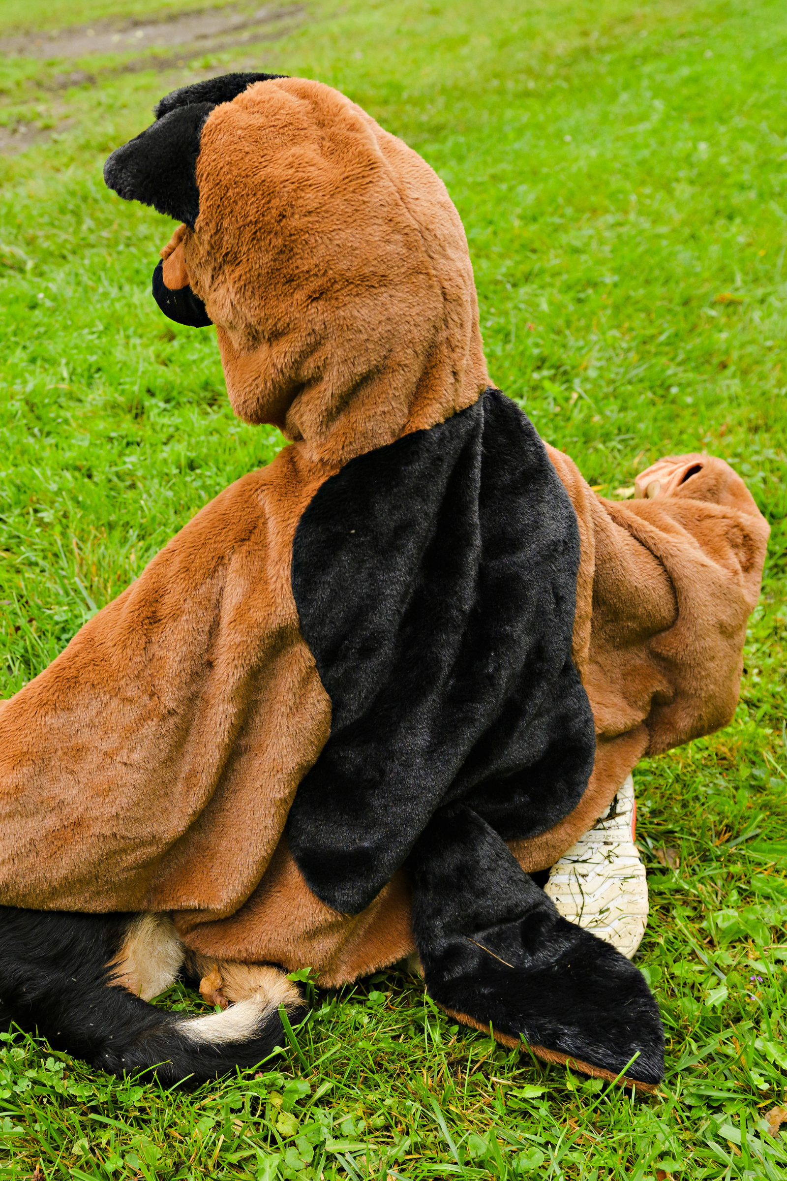 German Shepherd Dog Cuddle Cape